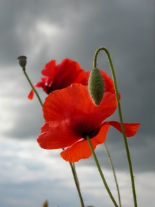 coquelicot2